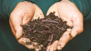 Compost- home gardening
