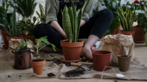 Plants- Home Gardening