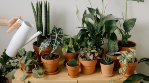 Indoor plants- Home Gardening